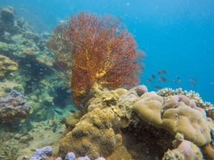 Gorgonia