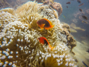 Zwei Glühkohlen-Anemonenfische