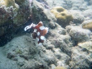 Harlekin-Süsslippe Jungfisch