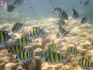 Scissortail Sergeants