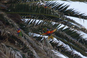 farbenfrohe Sittiche am St. Kilda Beach