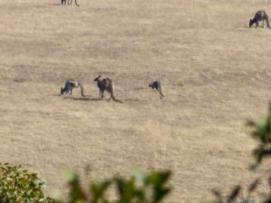 Die ersten Kängurus