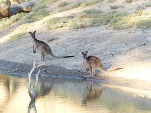 durstige Kängurus