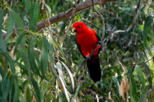 Königssittich Männchen