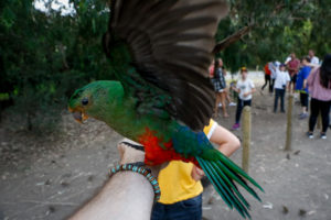 Königssittich auf der Hand