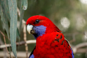 Rosella