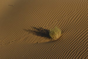 Perry Sandhill Ausschnitt