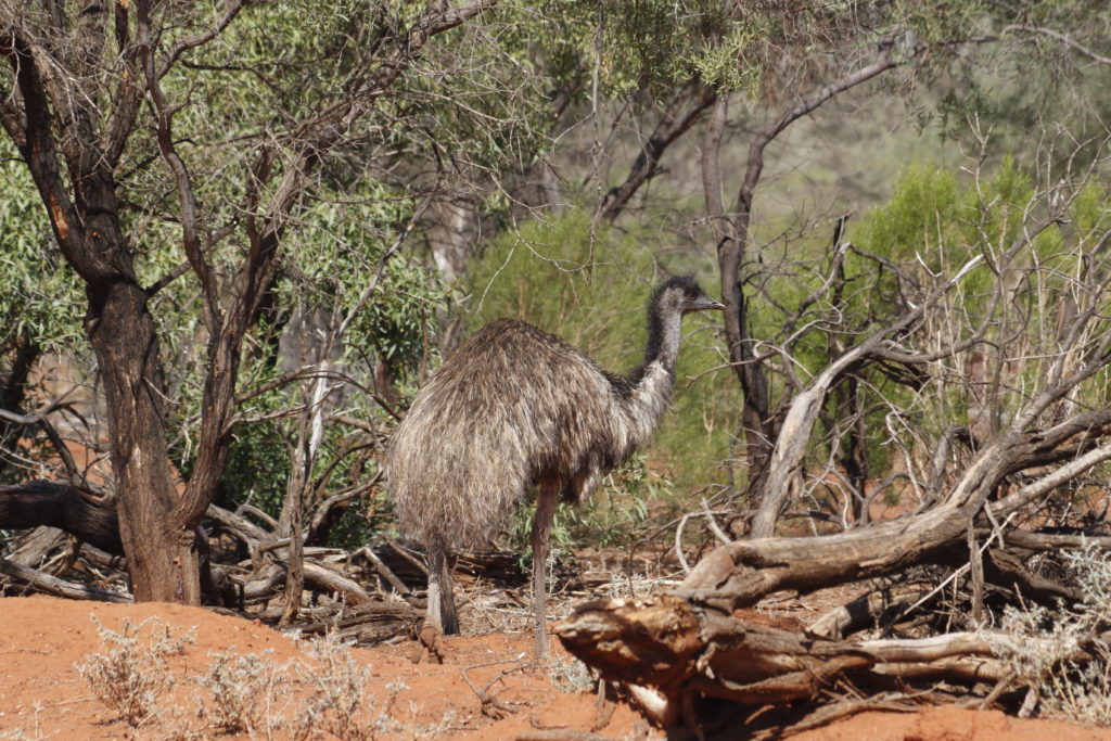 Emu am Strassenrand