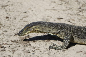 Goanna