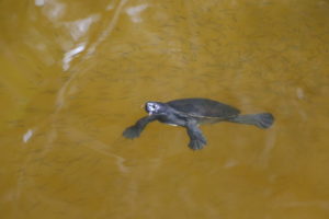 Lake Allom Turtle