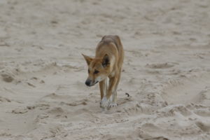 Dingo