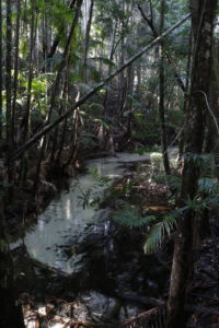Regenwald Central Station