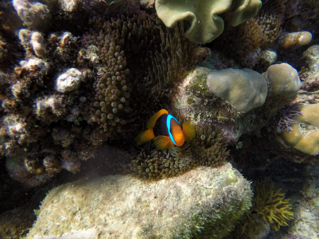 Weissbinden-Glühkohlen Anemonenfisch