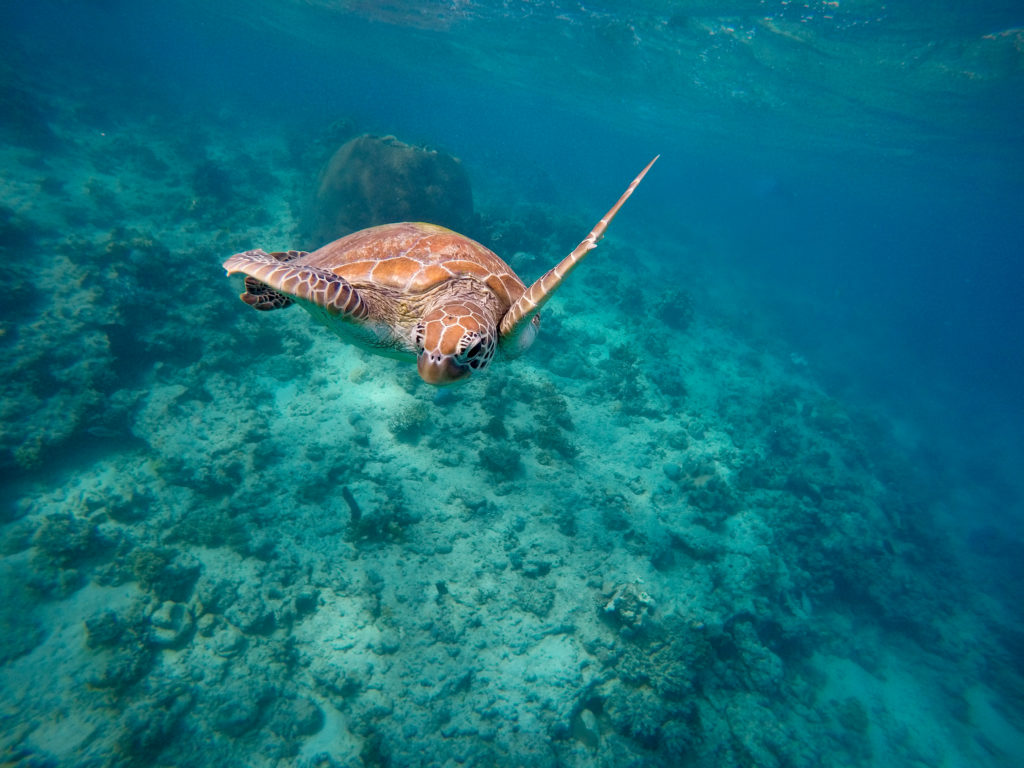Grüne Meeresschildkröte
